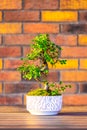 Bonsai carpinus tree in the white pot is placed on brown brick background. Small zen tree with green leaves and twisted trunk. Royalty Free Stock Photo