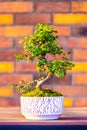 Bonsai carpinus tree in the white pot is placed on brown brick background. Small zen tree with green leaves and twisted trunk. Royalty Free Stock Photo