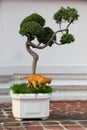 Bonsai Royalty Free Stock Photo