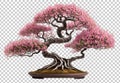 Bonsai Cherry Blossom Sakura Tree Isolated on Transparent Background - Generative AI