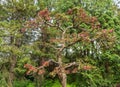 A bonsai cherry tree