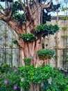 Bonsai chinese banyan plants with large stems and green leaves.