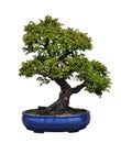 Bonsai of Chinese elm