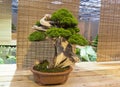 Bonsai tree - Chinese juniper.