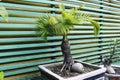 Bonsai coconut palm tree for home decoration