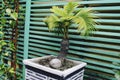 Bonsai coconut palm tree for home decoration