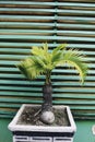 Bonsai coconut palm tree for home decoration