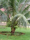 Bonsai Coconut tree