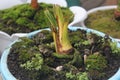 Bonsai Of Coconut Tree with moss