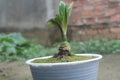 Bonsai of Coconut Tree