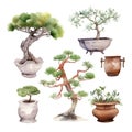 Bonsai collection. Hand drawn watercolor illustration isolated on white background