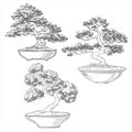 Bonsai collection. Japanese tree miniature. Potted tree. Japanese art. Vector isolated on white background