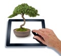 Bonsai Computer Tablet Business Tree Illusion Royalty Free Stock Photo