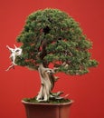 Bonsai conifer Royalty Free Stock Photo
