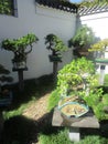 Potted Bonsai plants courtyard garden