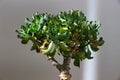 Bonsai crassula