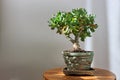 Bonsai crassula