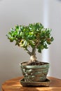 Bonsai crassula