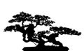 Bonsai cucoloris Royalty Free Stock Photo