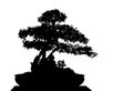 Bonsai cucoloris Royalty Free Stock Photo