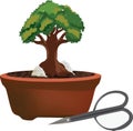 Bonsai cultivation and care of terracotta potted plants-