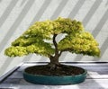 Bonsai deciduous tree