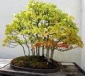 Bonsai deciduous trees