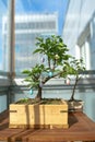 Bonsai decorated with Easter eggs on the balcony Royalty Free Stock Photo