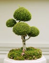 Bonsai decorative tree