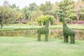 Bonsai, Dwarf tree, Bending as shape giraffe.