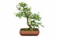 Bonsai elm tree isolated Royalty Free Stock Photo