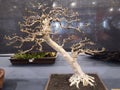 Small bonsai at the bonsai exhibition