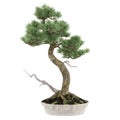 Bonsai exotic pine tree pot