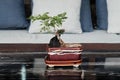 Bonsai is expensive dwarf tree. Potted plant in Japanese style for decorate in living room. Luxurious zen houseplant. Tree Royalty Free Stock Photo