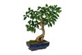 Bonsai, Ficus retusa, In a marble pot, Isolated, on white background. Drops of water on the leaves. Indoor plant