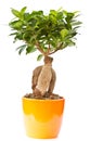 Bonsai ficus tree Royalty Free Stock Photo