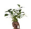 Bonsai Ficus Tree Royalty Free Stock Photo