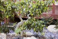 Bonsai Ficus Tree in Botanical Garden