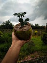 Bonsai of ficus tree in coconut Royalty Free Stock Photo