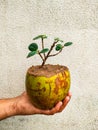 Bonsai of ficus tree in coconut Royalty Free Stock Photo