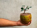 Bonsai of ficus tree in coconut Royalty Free Stock Photo