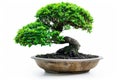 Bonsai in Flowerpot Closeup, Bonsai Macro House Plant in Flowerpot on White Background