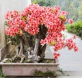a bonsai of flowers Royalty Free Stock Photo