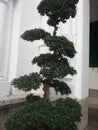 bonsai flowers that are placed in the corner outside the house near the garden are very antique