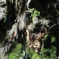 Bonsai-Fraxinus hupehensis 1 Royalty Free Stock Photo