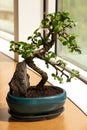 Bonsai front window