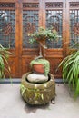 Bonsai in front of a wooden door Royalty Free Stock Photo