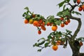 Bonsai Fruit Tree Royalty Free Stock Photo