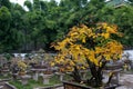 Bonsai garden Royalty Free Stock Photo