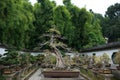 Bonsai garden